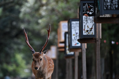 春日大社参道