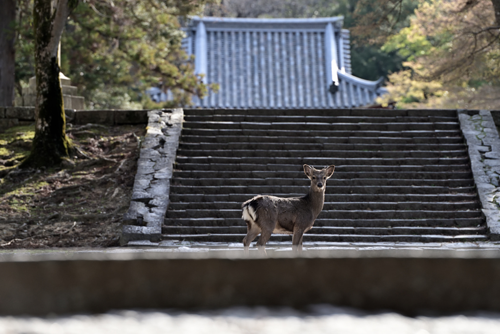 行く手で待つ鹿