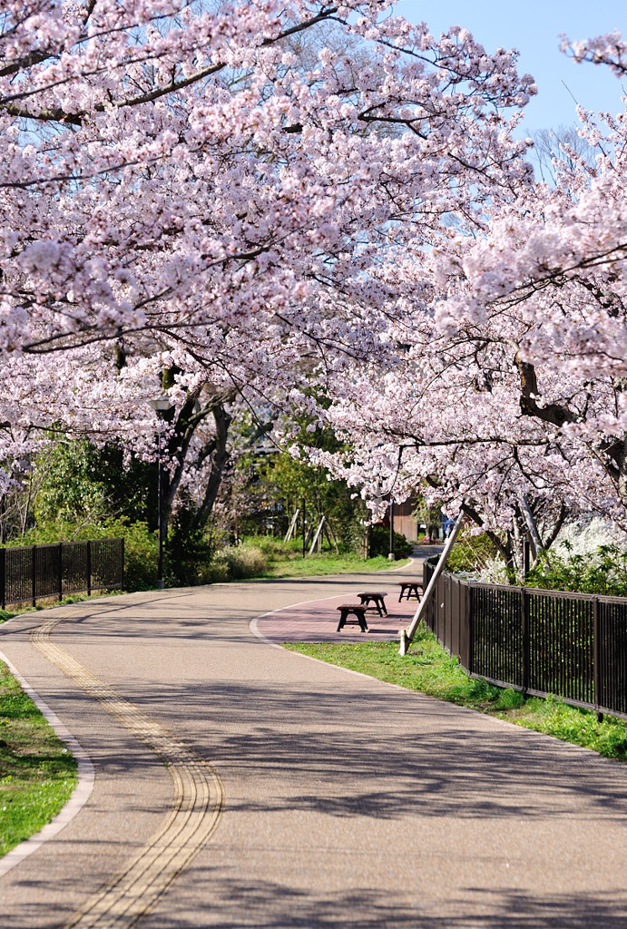 我街の桜並木