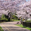 我街の桜並木