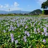 浮草の群生