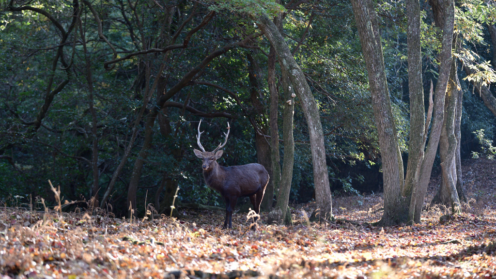 角鹿は森の守り神のように立っていた。
