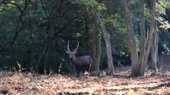 角鹿は森の守り神のように立っていた。