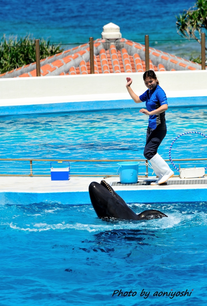 クジラが踊る