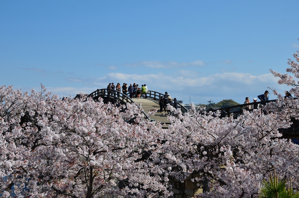 桜の上を歩く。