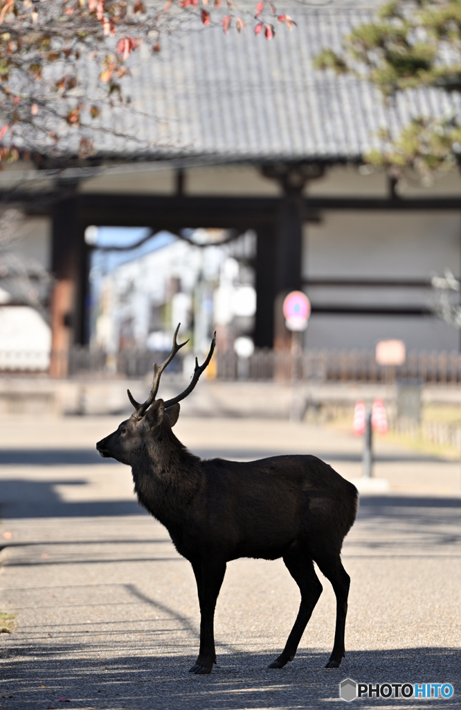 転害門前に立つ角鹿