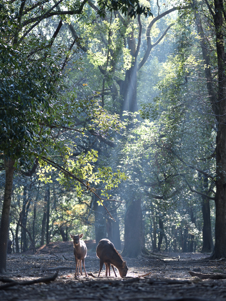 光芒の鹿