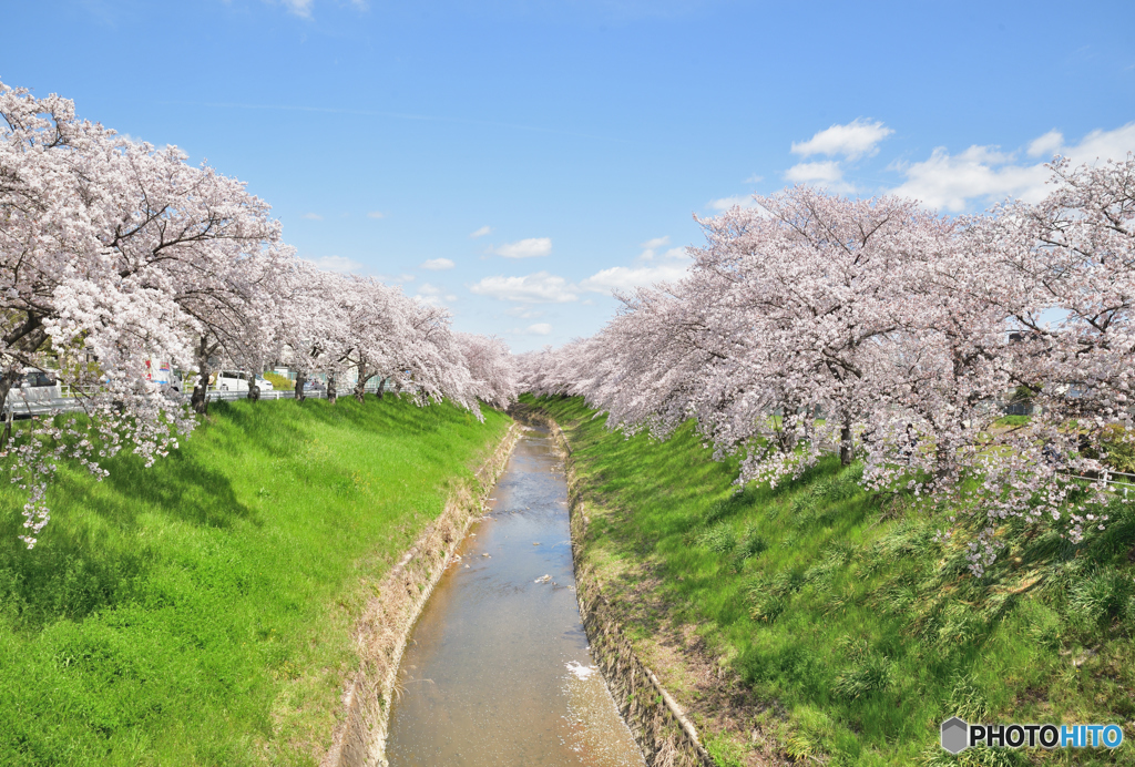 季節は巡り、今年も春になりました。