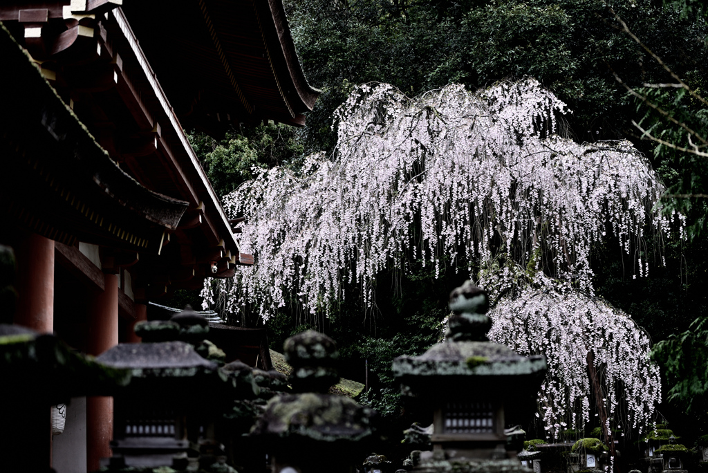 春日大社枝垂桜