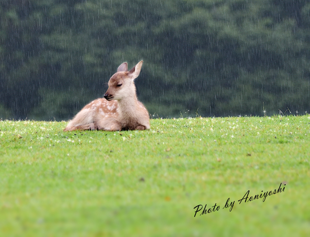 雨降りの飛火野で休憩。