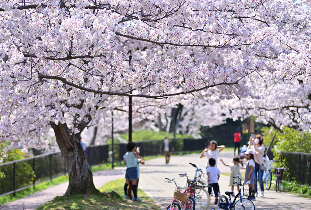 桜の花の下で遊ぶこども達。