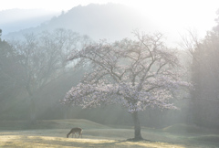 夜明けの鹿と桜