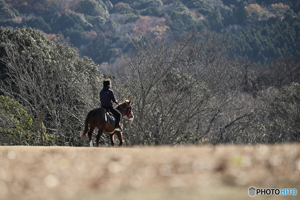 飛火野の馬