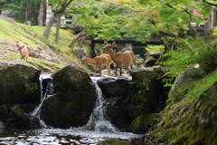 涼しさを求めて。
