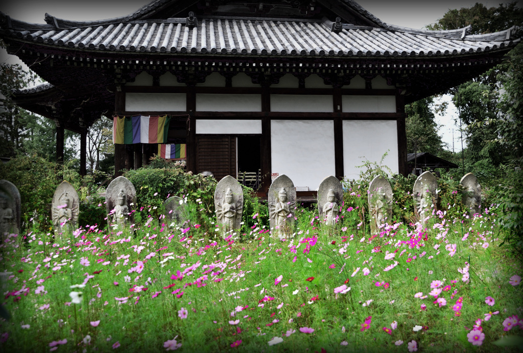 石仏と秋桜