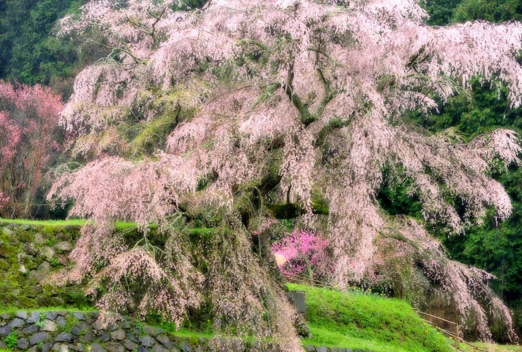 本郷の瀧桜開花