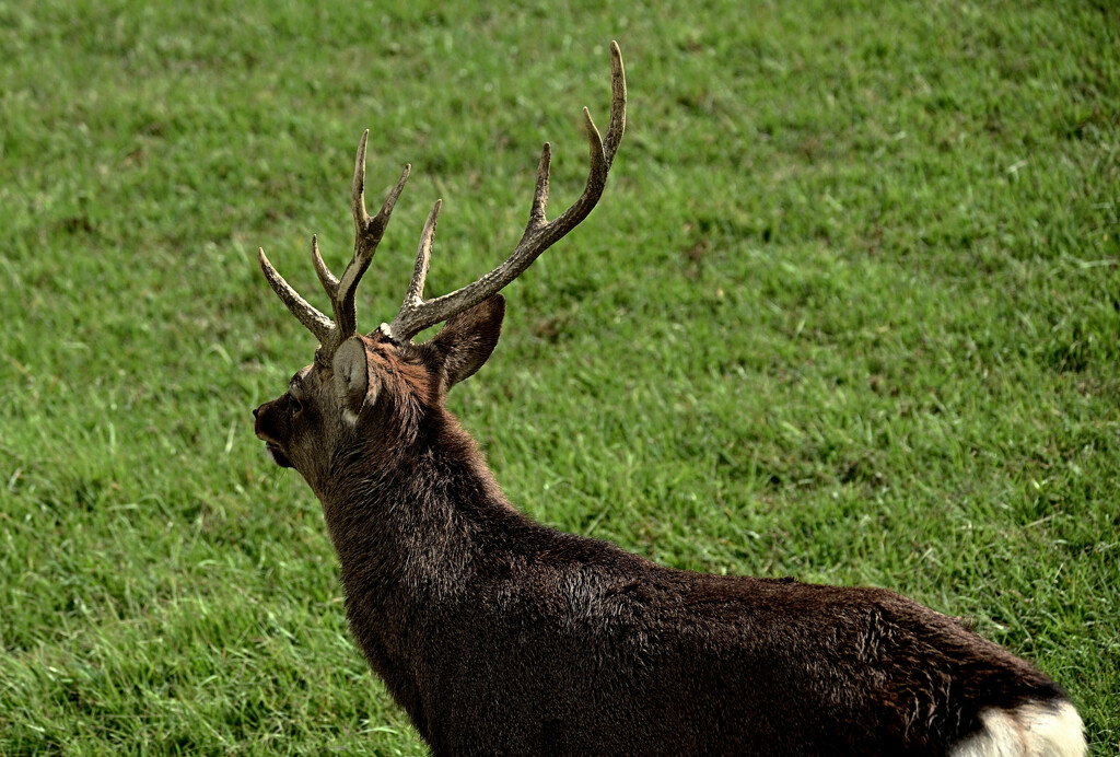 立派な角を持った牡鹿。