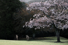 sakura