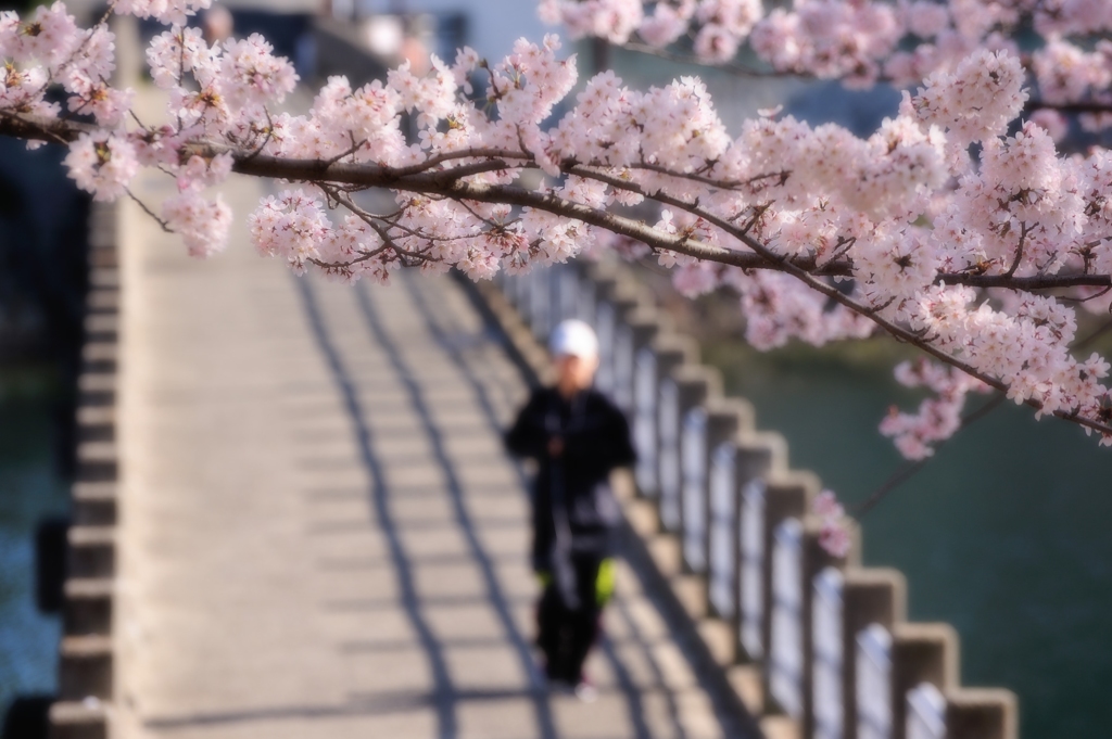 桜の下を走る人