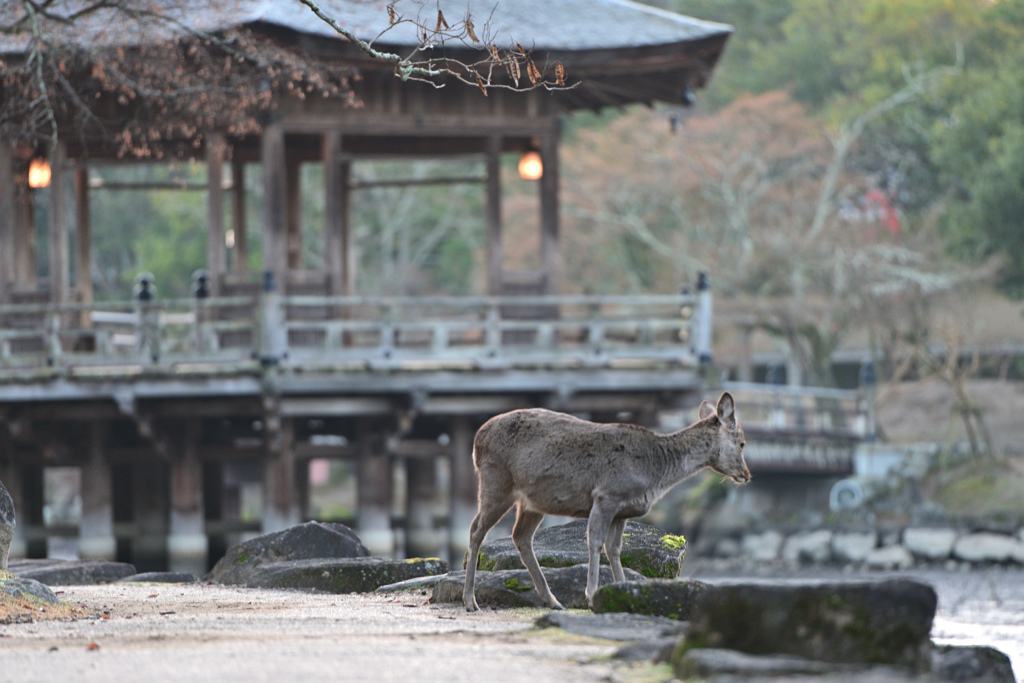 奈良の浮見堂