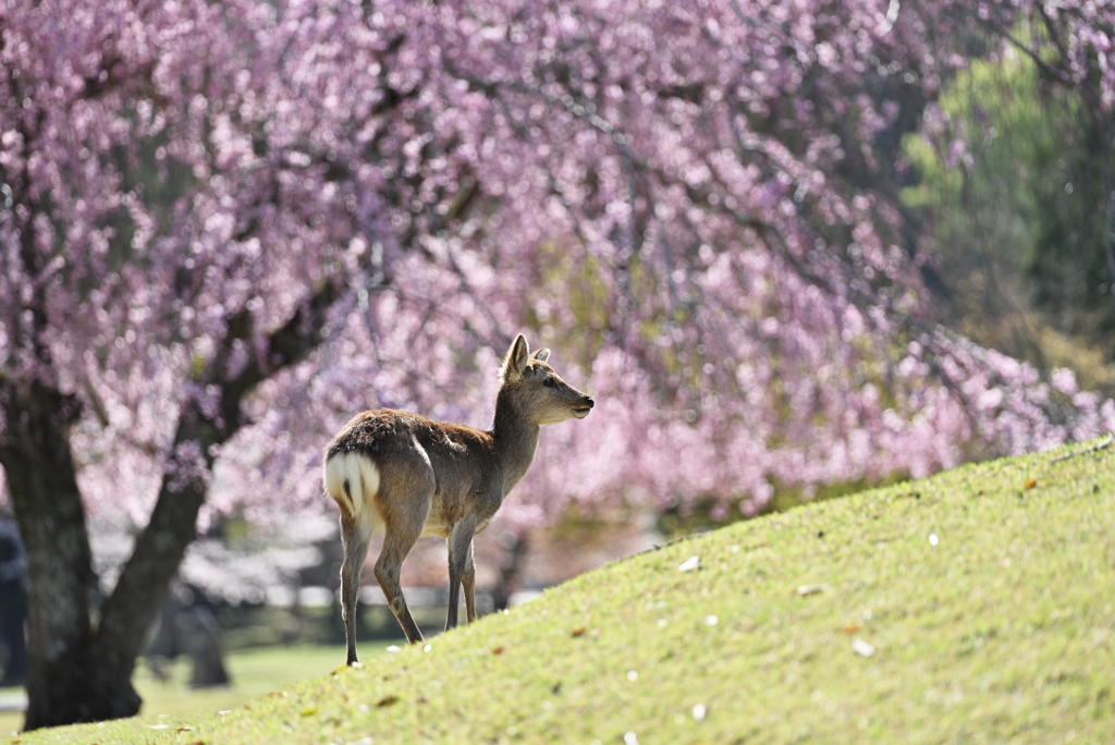 おかっぱ桜