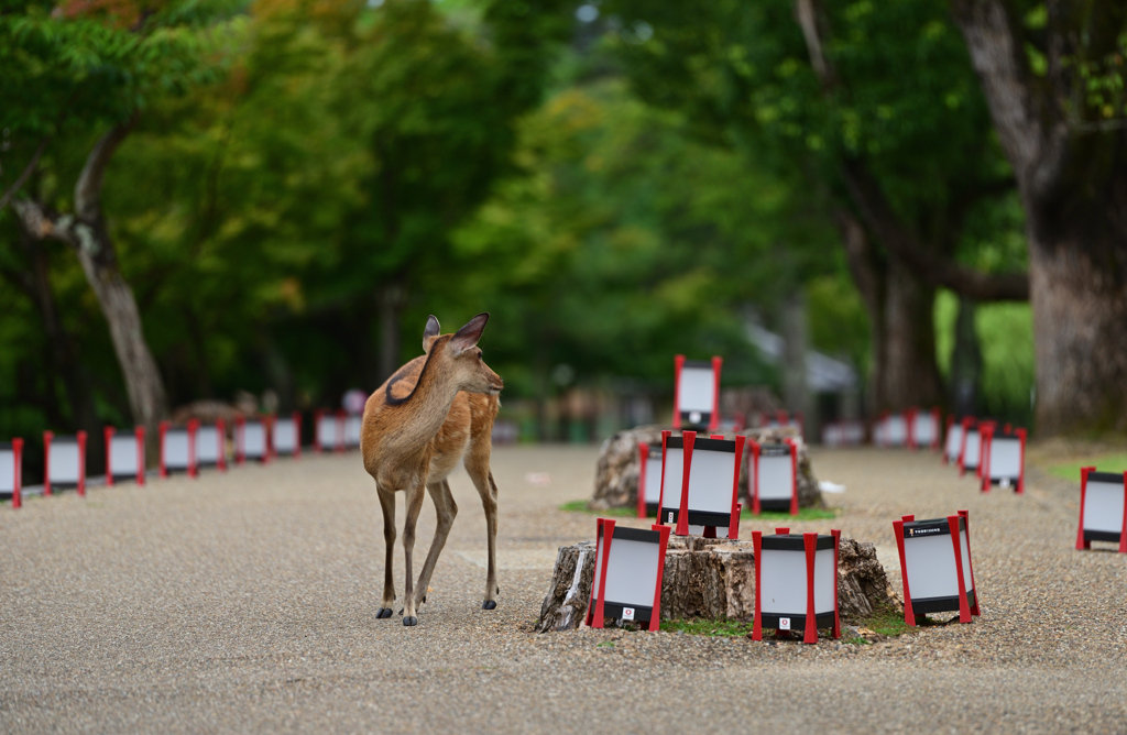 なら燈花会