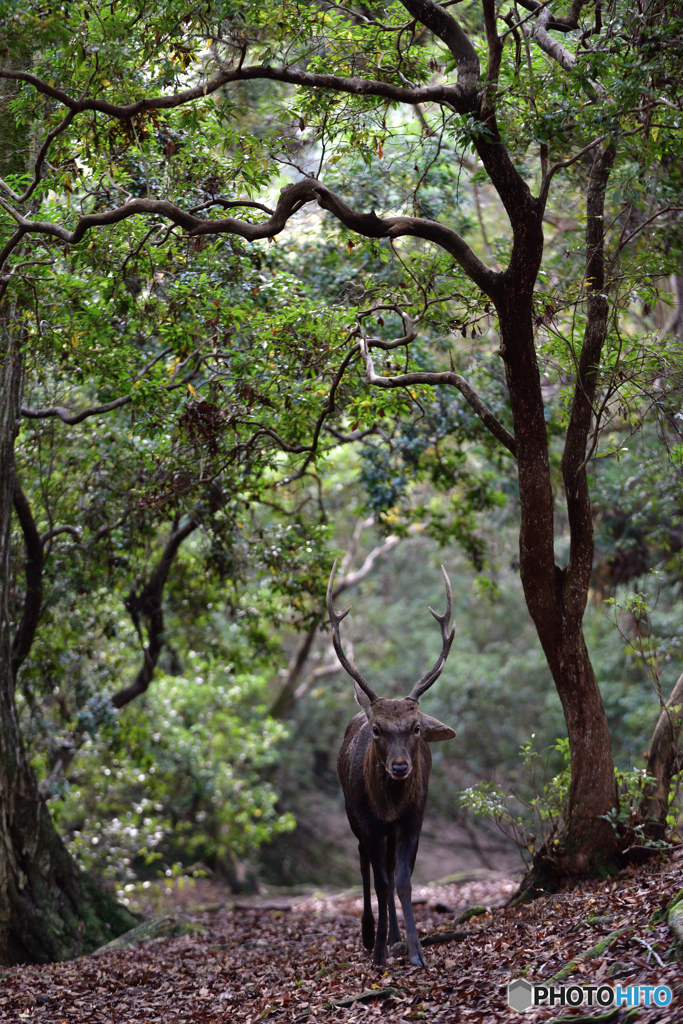 黄葉の林を歩む角鹿