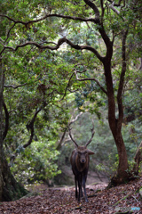 黄葉の林を歩む角鹿