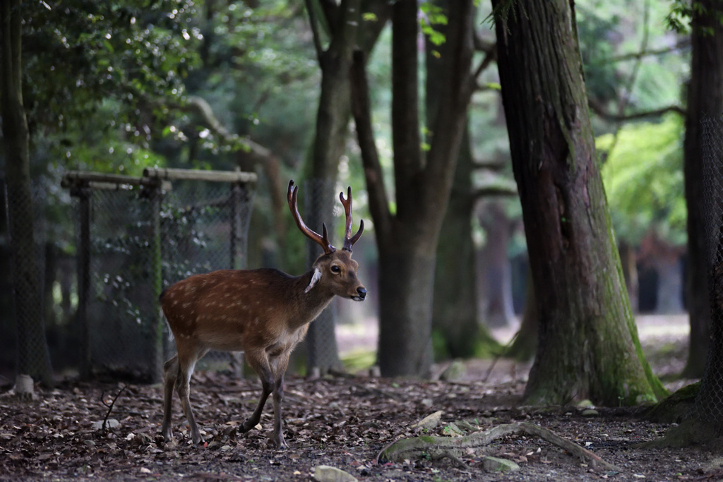 林をぬけて飛火野へ。