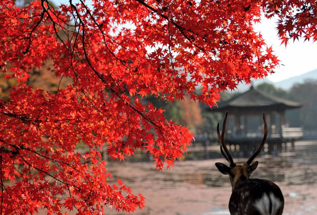 紅葉と牡鹿