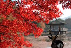 紅葉と牡鹿