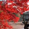 紅葉と牡鹿