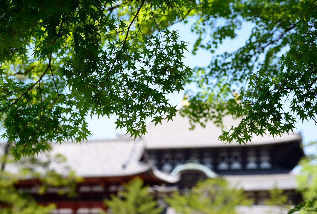 目に青葉・・・・