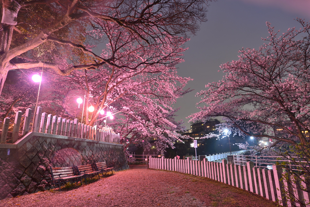 名も無き神社の夜桜