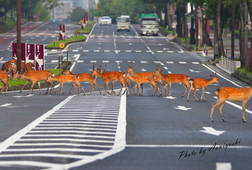 道路は並んでゆっくり渡りましょう。