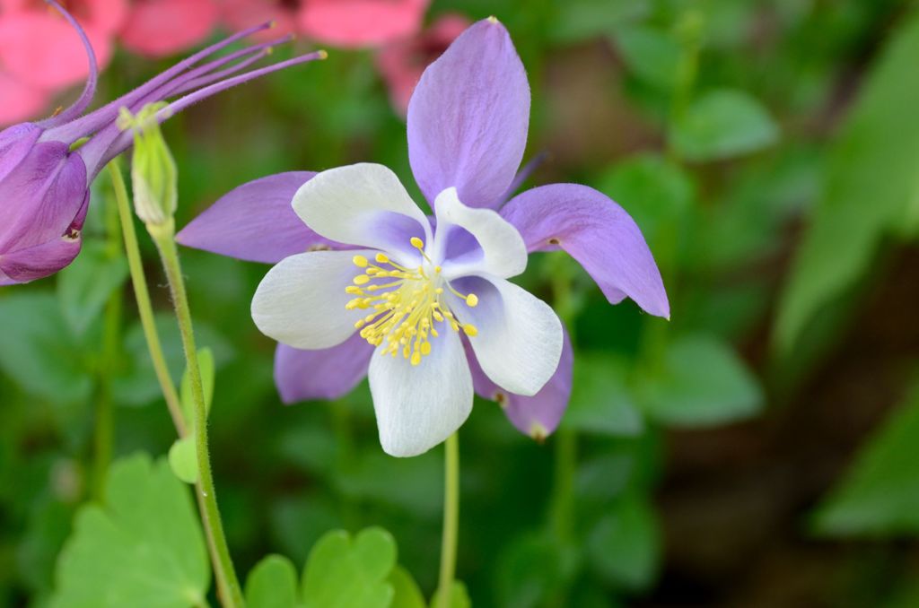 花の園での休日