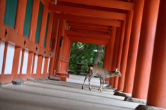 西回廊でバッタリ出会った。