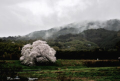 雨に煙る幾坂池の一本桜