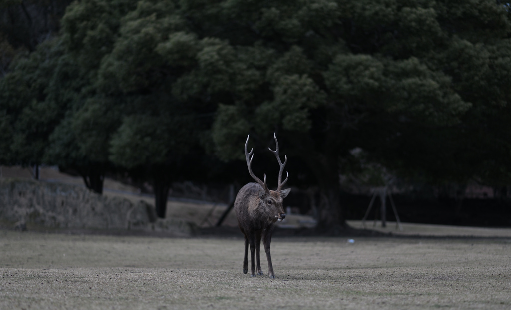 静寂の中、誇らしげな角が立つ。