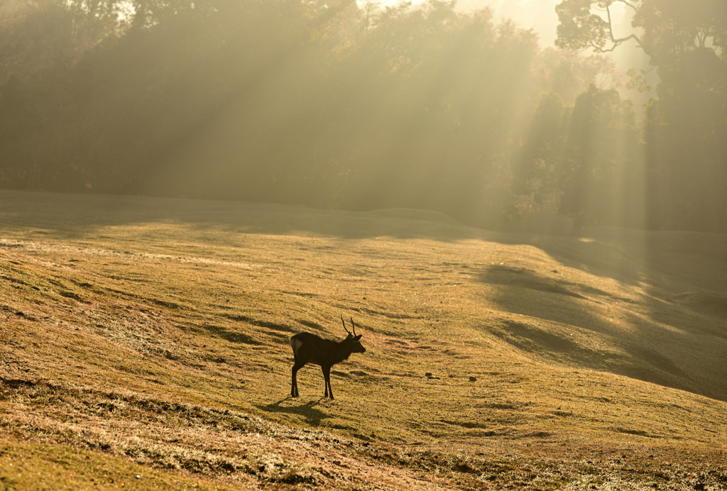 deer world