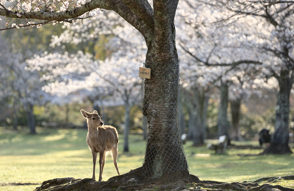 桜の木の下で。
