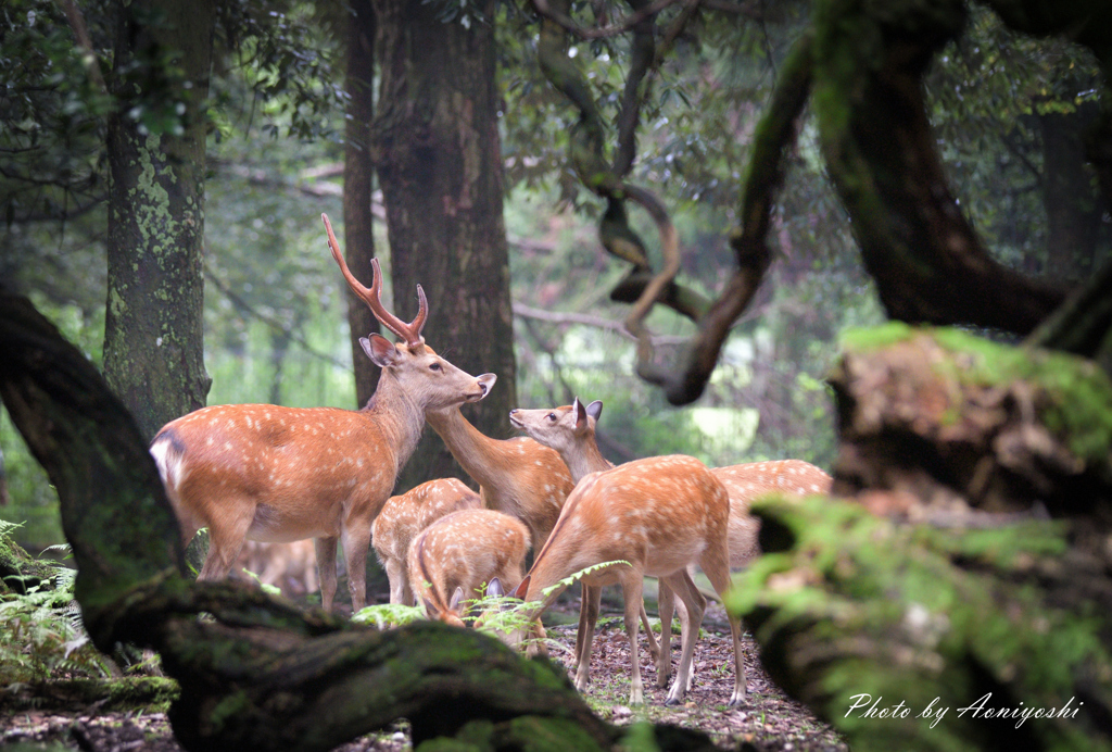 Deer family