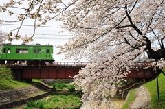 鉄橋の桜