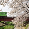 鉄橋の桜