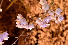 花金の前川桜