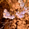 花金の前川桜