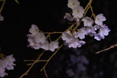 闇に咲く