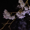 闇に咲く