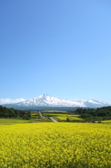 菜の花と鳥海山