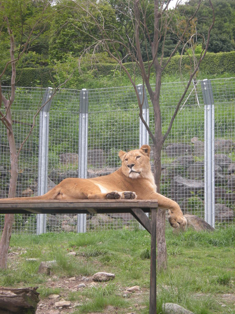 アニマルキングダムその②